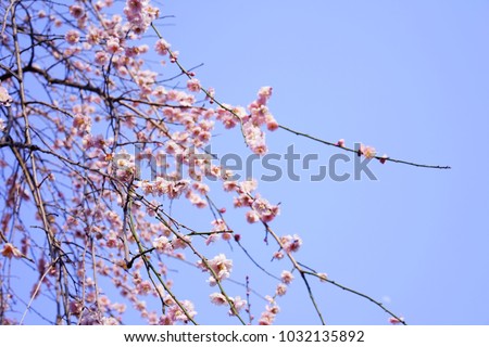 https://thumb9.shutterstock.com/display_pic_with_logo/167494286/1032135892/stock-photo-plum-in-japanese-shrine-1032135892.jpg