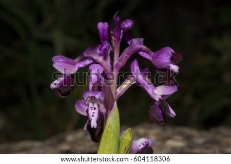  HOA GIEO TỨ TUYỆT - Page 64 Stock-photo-orchid-s-flowers-nacamptis-morio-subsp-longicornu-anacamptis-longicornu-604118306