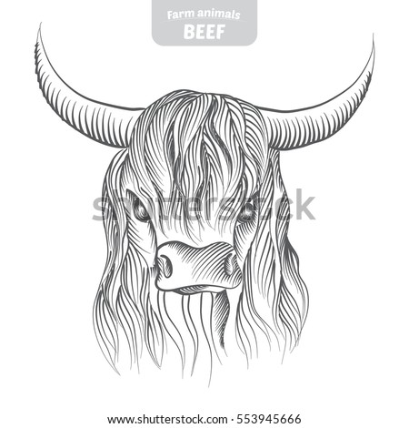 Download Highland Cow Stock Images, Royalty-Free Images & Vectors ...