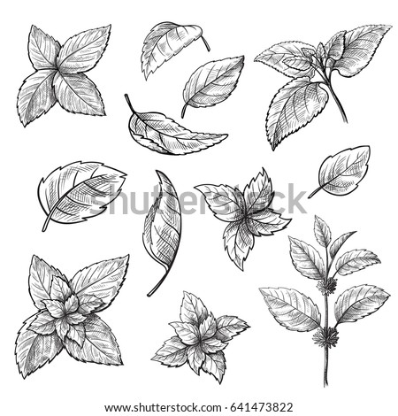 Mint Hand Sketch Vector Illustration Peppermint Stock Vector 641473822 ...