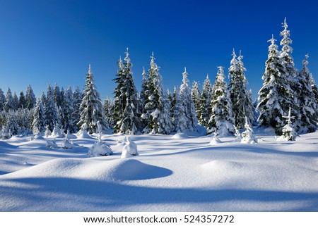 Winter Landscape, Spruce Tree Forest Covered by Snow, bright sunshine, blue sky