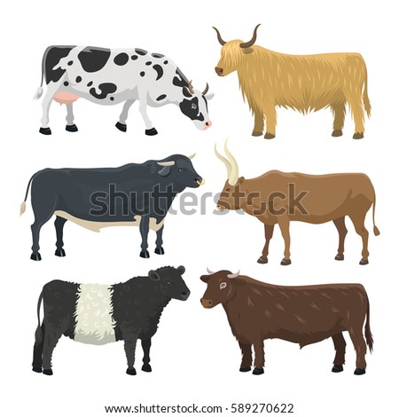 Set Bulls Cows Farm Animal Cattle Stock Vector 585502547 - Shutterstock