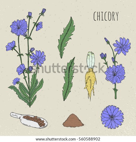 stock-vector-chicory-medical-botanical-isolated-illustration-plant-flowers-leaves-seed-root-hand-drawn-set-560588902.jpg