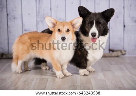 Welsh Corgi Pembroke  Welsh Corgi Cardigan  Imagen De 