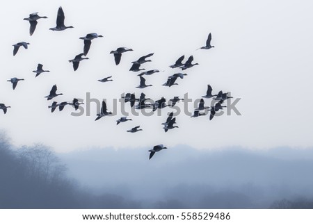 Birds Of A Feather Flock Together Stock Images, Royalty-Free Images ...