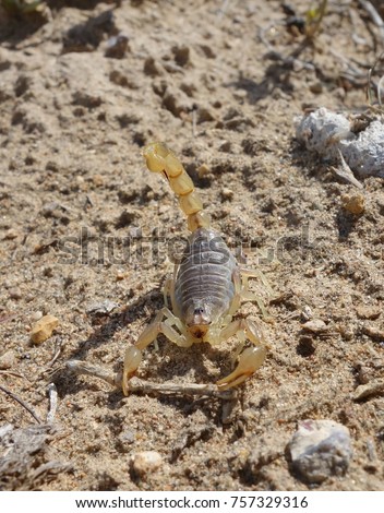 Scorpion Stock Images, Royalty-Free Images & Vectors | Shutterstock