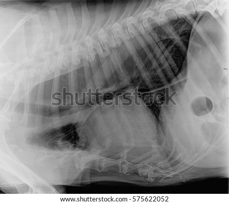 Tracheal Stock Images, Royalty-Free Images & Vectors | Shutterstock