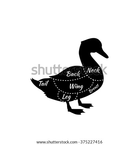 Duck Illustration Mallard Vector Stock Photos, Images, & Pictures ...