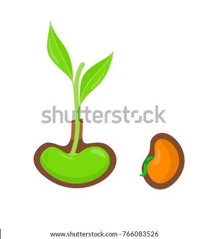 Sequence Bean Seeds Germination Vector Illustration Stock Vector ...