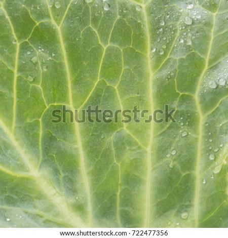 High Magnification Leaf Tissue Under Microscope Stock Photo 91591553 ...