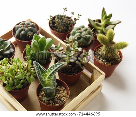 Cacti Succulents Pots Plants To her White Stock Cacti and succulents in pots A lot of plants To her White background