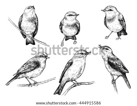 Songbird Stock Photos, Royalty-Free Images & Vectors - Shutterstock