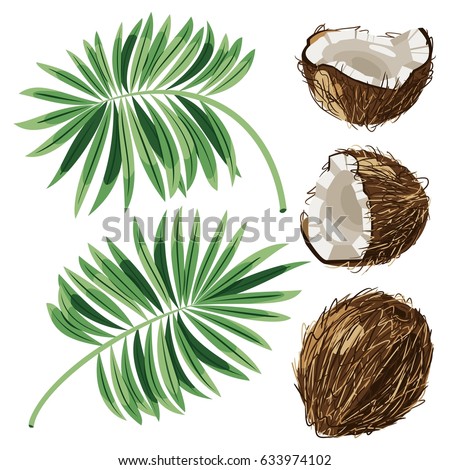 Coconuts with leaves. Vector illustration.