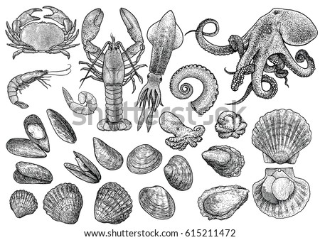 How To Draw A Clam Shell Easy Jfstudios