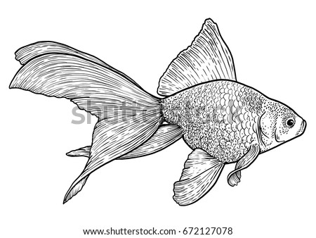Goldfish Illustration Drawing Engraving Ink Line Stock Vector 672127078 ...