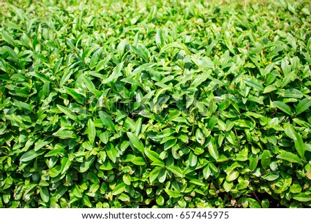 Neatly trimmed bush