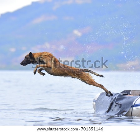 belgian shepherd malinois training belgian sheepdog stock images royalty free images u0026 vectors belgian shepherd malinois training belgian sheepdog stock images royalty free images u0026 vectors