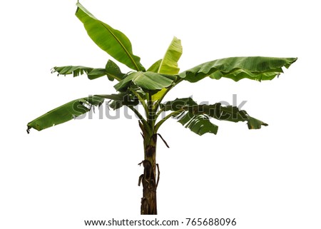 Banana Tree Stock Images, Royalty-Free Images & Vectors | Shutterstock