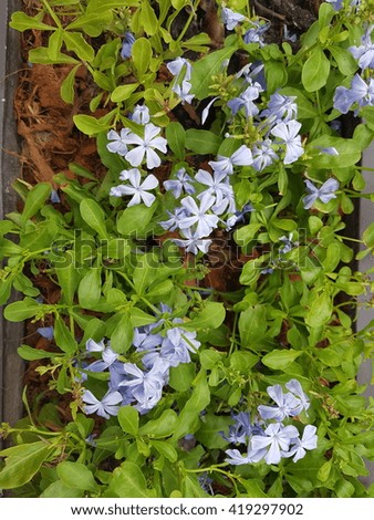 Plumbaginaceae Stock Images Royalty-Free Images Vectors 