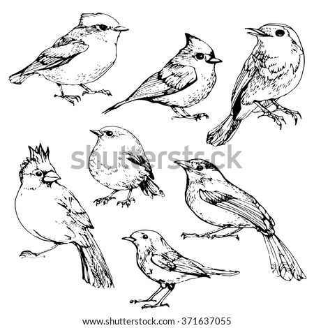 Birds Set Ink Drawn Illustration Stock Vector 371637055 - Shutterstock