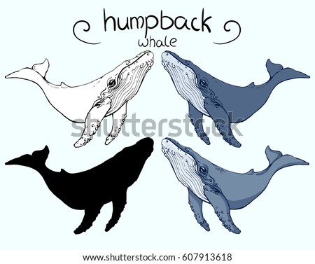 humpback whale 4 version outline silhouette stock photo photo vector illustration 607913618 shutterstock - Whale Outline humpback whale 4 version outline silhouette stock photo photo vector illustration 607913618 shutterstock - Whale Outline