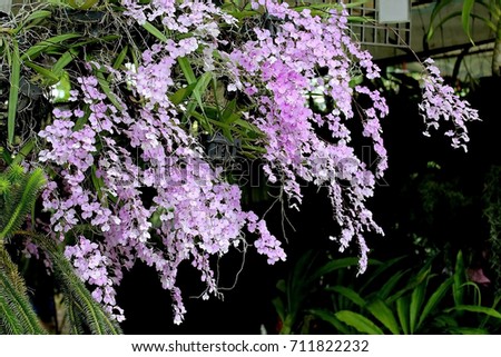 HOA GIEO TỨ TUYỆT - Page 37 Stock-photo-impressive-sprays-of-small-purple-orchids-with-the-scientific-name-ionopsis-utricularioides-711822232