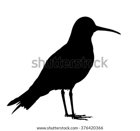 Silhouette Bird Wagtail Standing Stock Vector 161177357 - Shutterstock