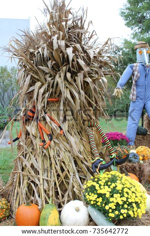 Corn Stalks Fall Decorations Outside Stock Photo (Edit Now ...