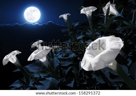 When do moon flowers bloom?