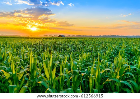 Beautiful Morning Sunrise Over Corn Field Stock Photo (Edit Now ...