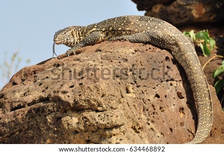 tongue forked lizard monitor showing shutterstock vectors royalty