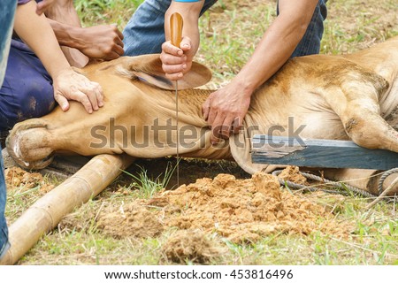 Lano Lan's Portfolio on Shutterstock