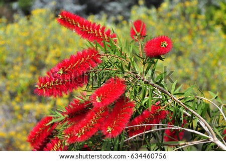 Myrtaceae Stock Images Royalty-Free Images Vectors Shutterstock