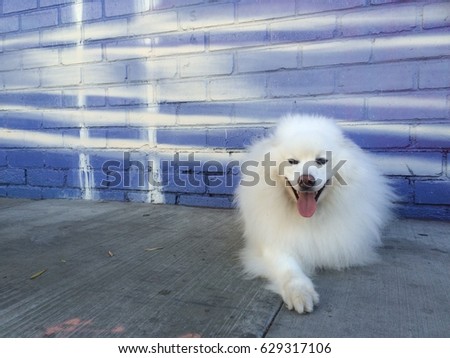 Eskimo Stock Images, Royalty-Free Images & Vectors | Shutterstock