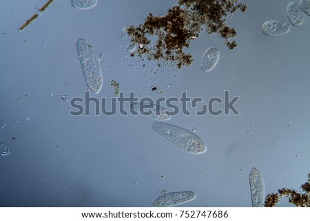 Plankton Stock Images, Royalty-Free Images & Vectors | Shutterstock