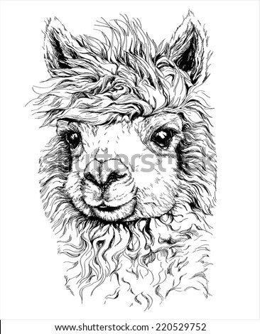 Realistic Sketch LAMA Alpaca Black White Stock Vector 220529752