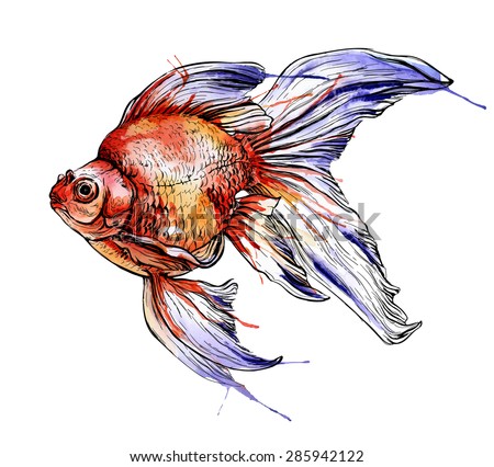 Goldfish vector watercolor illustration. Isolated on white