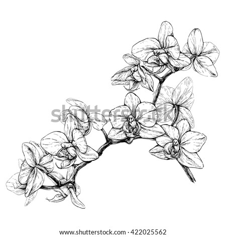 Hand drawn orchid branch. Black and white vector illustration isolated on white