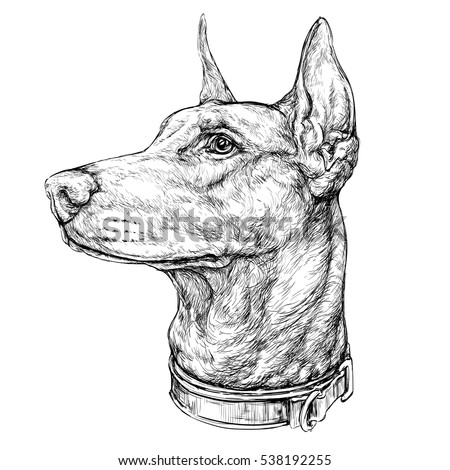 Hand Drawn Sketch Doberman Dog Vector Stock Vector 538192255 - Shutterstock