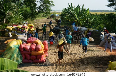 DONG THAP, VIET NAM- NOVEMBER 12: Finish harvest, trader buy rice of farmer, paddy grain let in rice sack & arrange in pile, porter carry rice sack on shoulder, Dong Thap, Viet Nam, November 12, 2013
