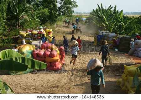 DONG THAP, VIET NAM- NOVEMBER 12: Finish harvest, dealer buy rice of farmer, paddy grain let in rice sack & arrange in pile, porter carry rice sack on shoulder, Dong Thap, Viet Nam, November 12, 2013