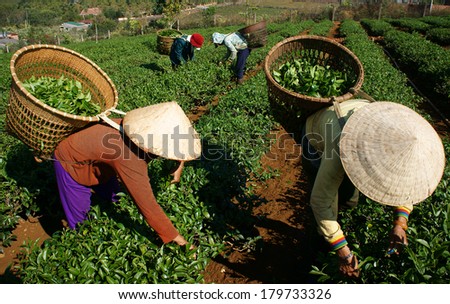 THAI NGUYEN, VIETNAM- FEB 24: People pick tea leaf on agricultural plantation, tea leave is good, healthy drink, picker working at day, carry basket, pick green leaf to harvest, Vietnam, Feb 24, 2014