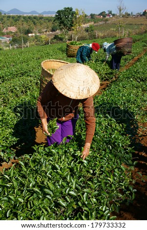 THAI NGUYEN, VIETNAM- FEB 24: People pick tea leaf on agricultural plantation, tea leave is good, healthy drink, picker working at day, carry basket, pick green leaf to harvest, Vietnam, Feb 24, 2014