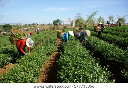 THAI NGUYEN, VIETNAM- FEB 24: People pick tea leaf on agricultural plantation, tea leave is good, healthy drink, picker working at day, carry basket, pick green leaf to harvest, Vietnam, Feb 24, 2014