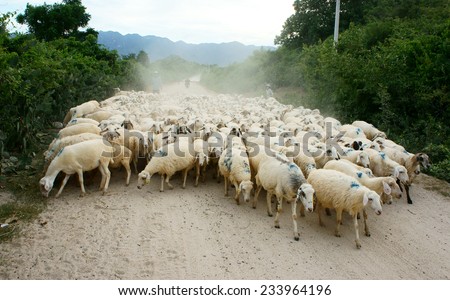 PHAN RANG, VIET NAM- OCT 24: Asian farmer with sheep breeding, Vietnamese people drive flock of animal back stable, Ninh Thuan countryside raise herd of livestock as sheeps, Vietnam, Oct 24, 2014