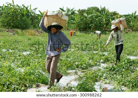 DONG THAP, VIET NAM- JULY 27: Group of Asian farmer working on agriculture field, Vietnamese man harvesting watermelon on water melon plantation to sale for trader, Dongthap, Vietnam, July 27, 2015