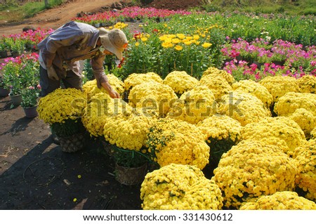 DONG NAI, VIET NAM- FEB 13: Group of Asian farmer harvest chrysanthemum flower on agriculture farmland for spring crop, trader purchase and transport by truck, Dongnai, Vietnam, Feb 13, 2015