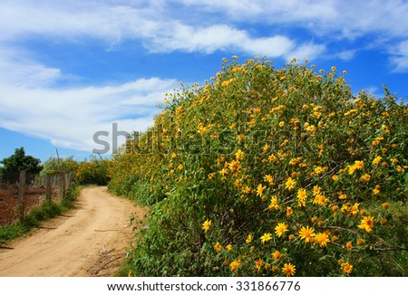 Dalat countryside in autumn season, green landscape with tree, sky, bush of da quy flower, a special flower of Da Lat, Vietnam