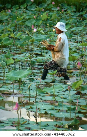 DONG THAP, VIET NAM- NOV 25, 2014: Vietnamese farmer working on lotus pond, Asian man crop lotus flower, an agriculture product at Mekong Delta, Vietnam