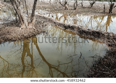 Dry mangrove forest at Ca Mau, Viet Nam, group of dried tree reflect on water, deforestation situation effect to environment, can make disaster